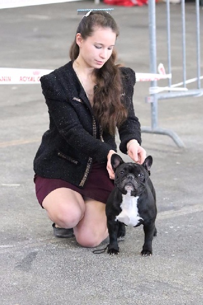 CH. Little diane de molosse Land - 2 ème excellent classe ouverte