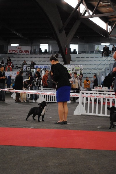 CH. Little diane de molosse Land - 3 ème Excellent classe intermédiaire