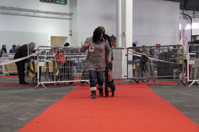 CH. Little diane de molosse Land - très bon classe jeune