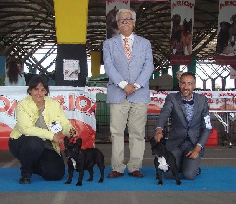 CH. Little diane de molosse Land - 1er excellent CAC CACIB classe intermediaire