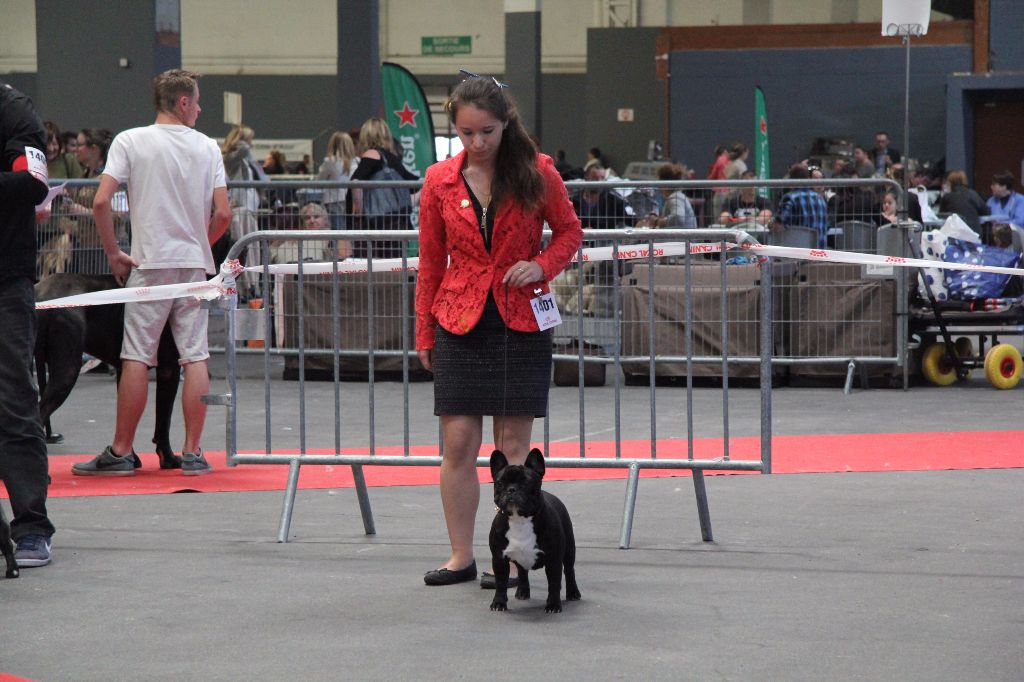 CH. Little diane de molosse Land - 3ème Excellent classe ouverte