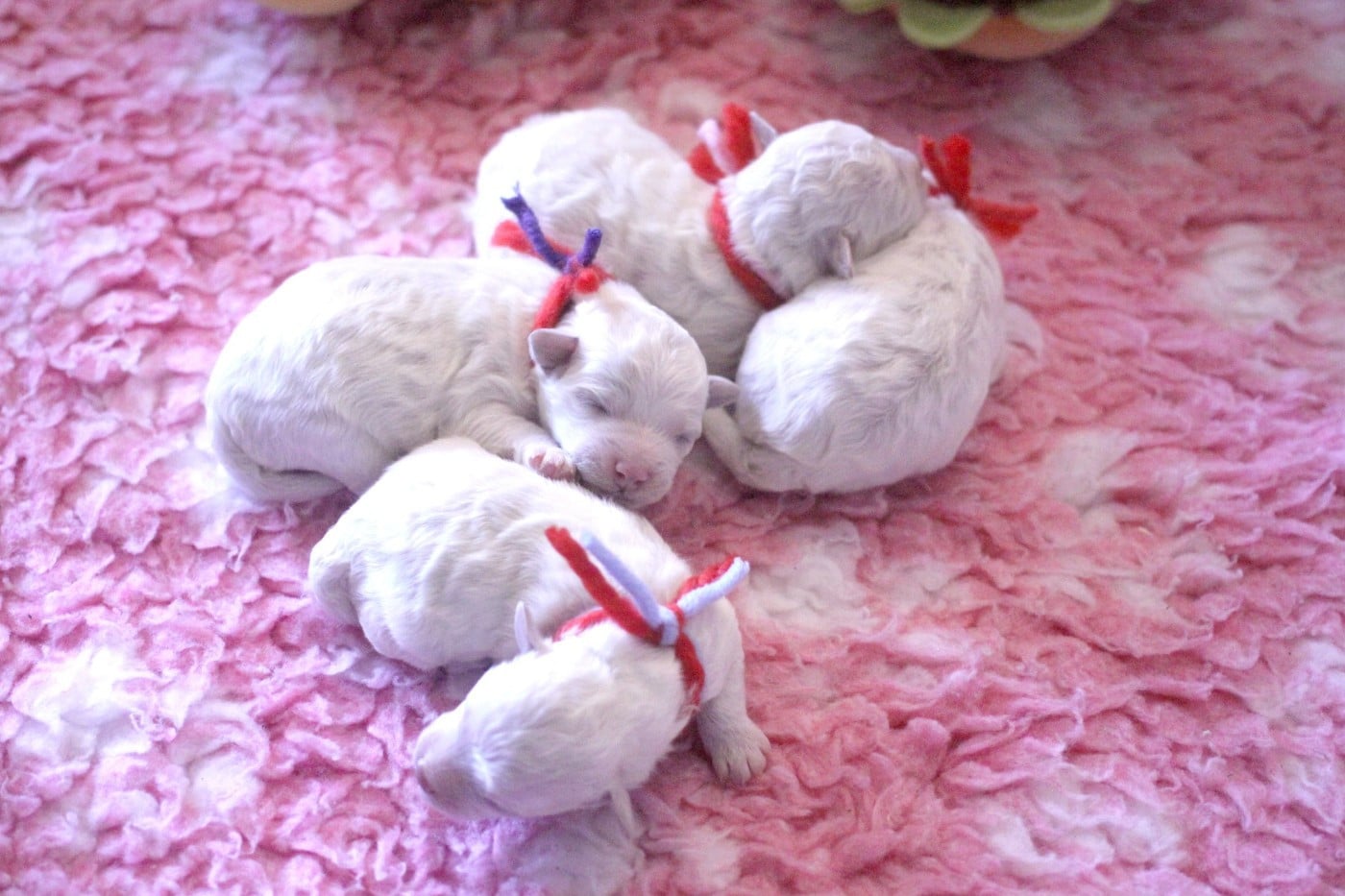 Bichon Frise - de la Felhotte