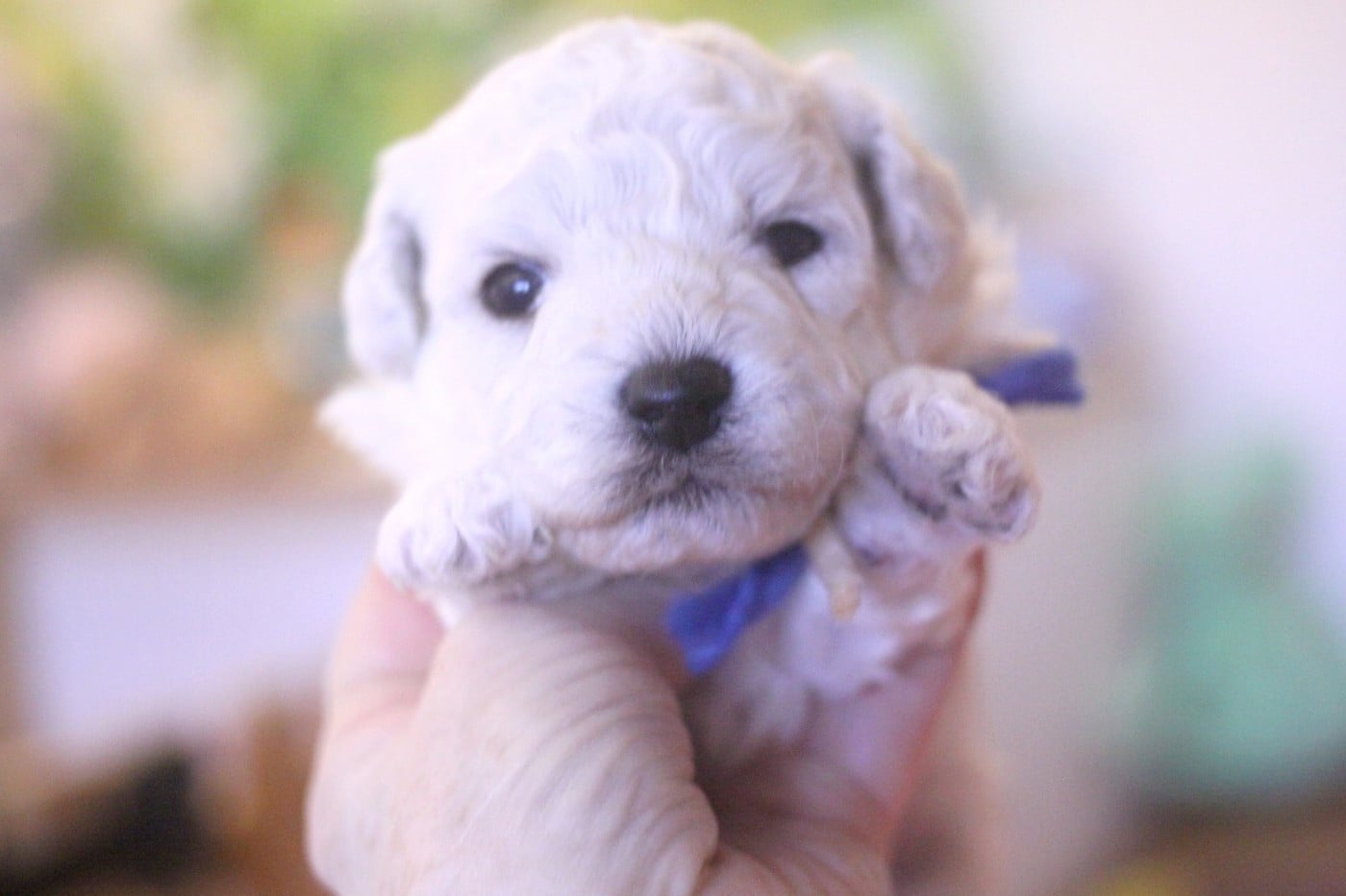 Akin (Réservé pour Mme Parent -Dép.25)