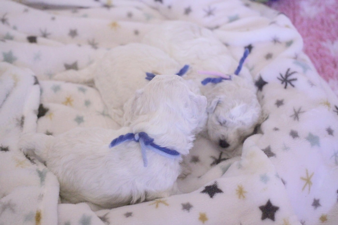 Astrée (Réservée pour Mme Laquet - Dép.69)