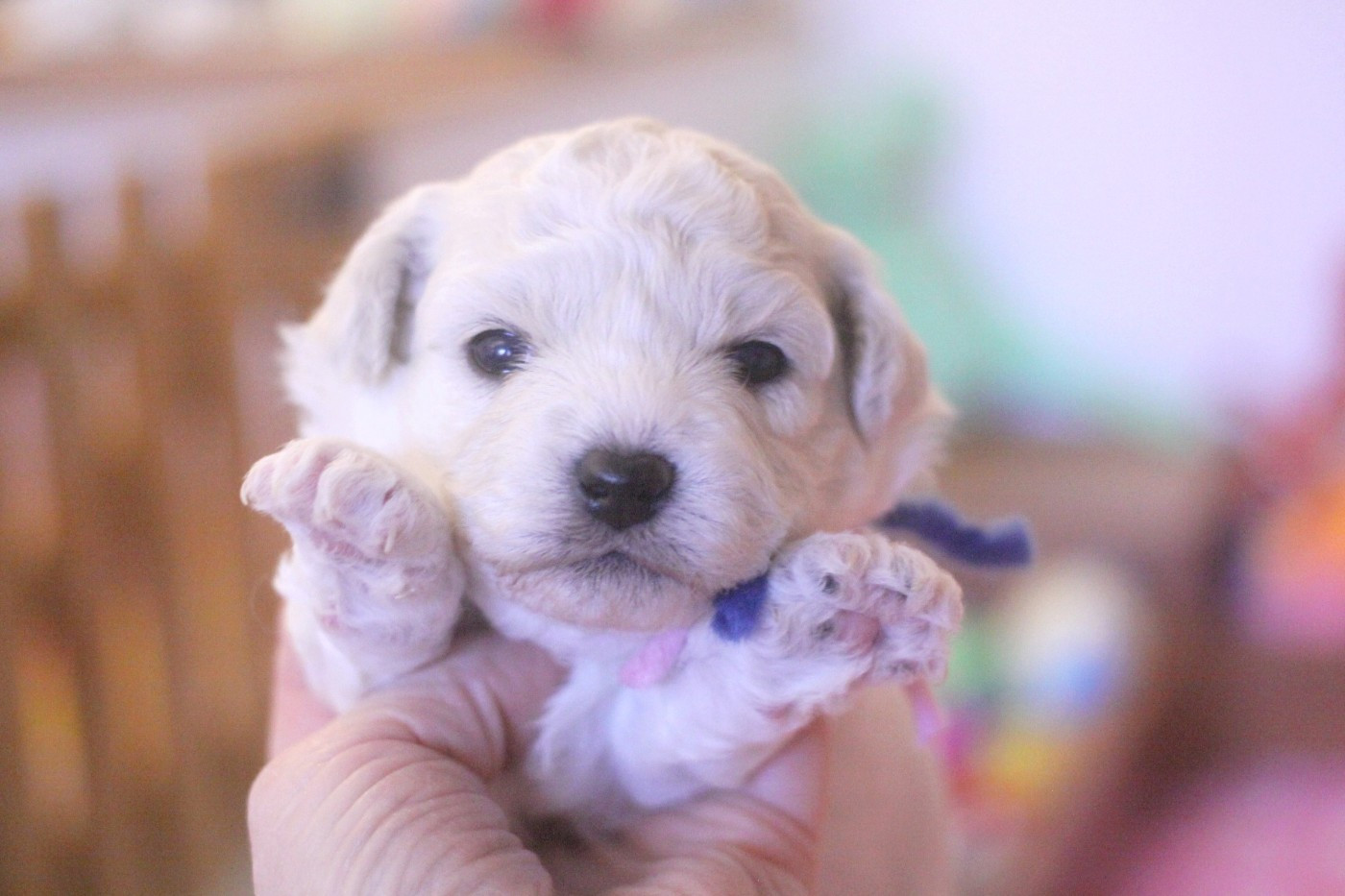 Astrée (Réservée pour Mme Laquet - Dép.69)