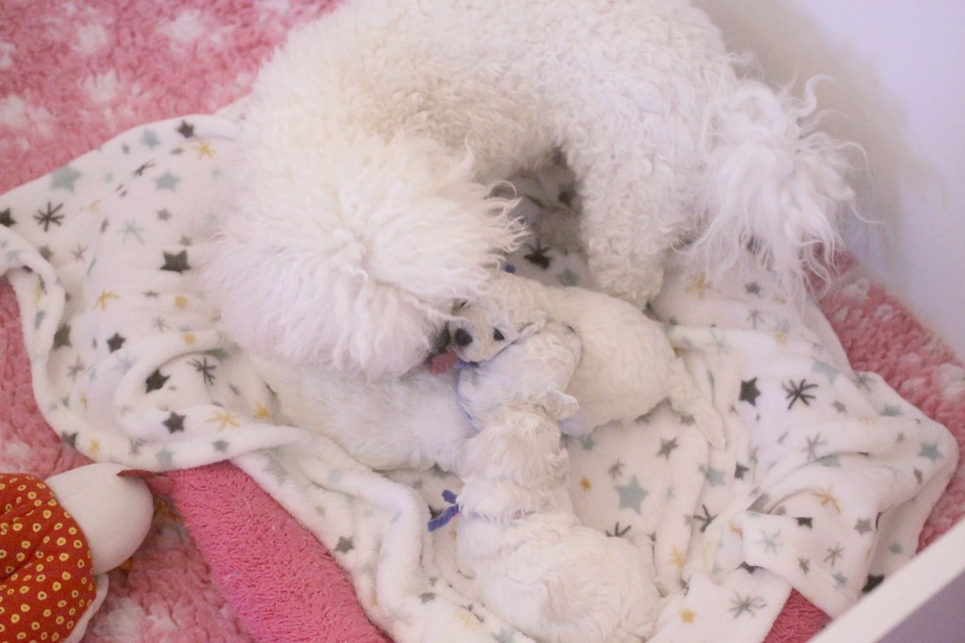 Astrée (Réservée pour Mme Laquet - Dép.69)