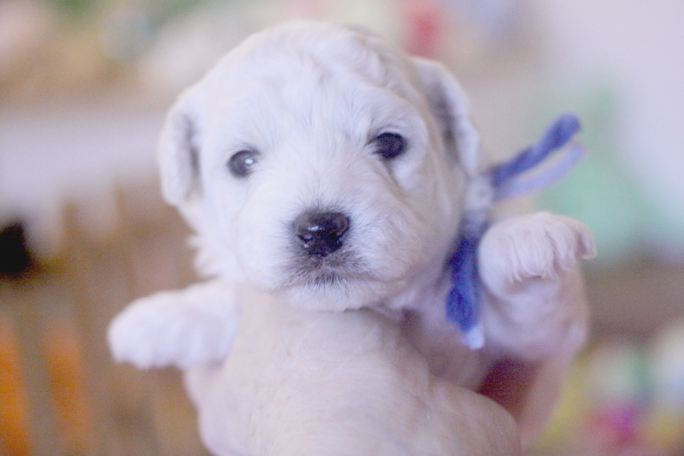 Api Zag (Réservé pour Mr Kieffer - Dép.68)