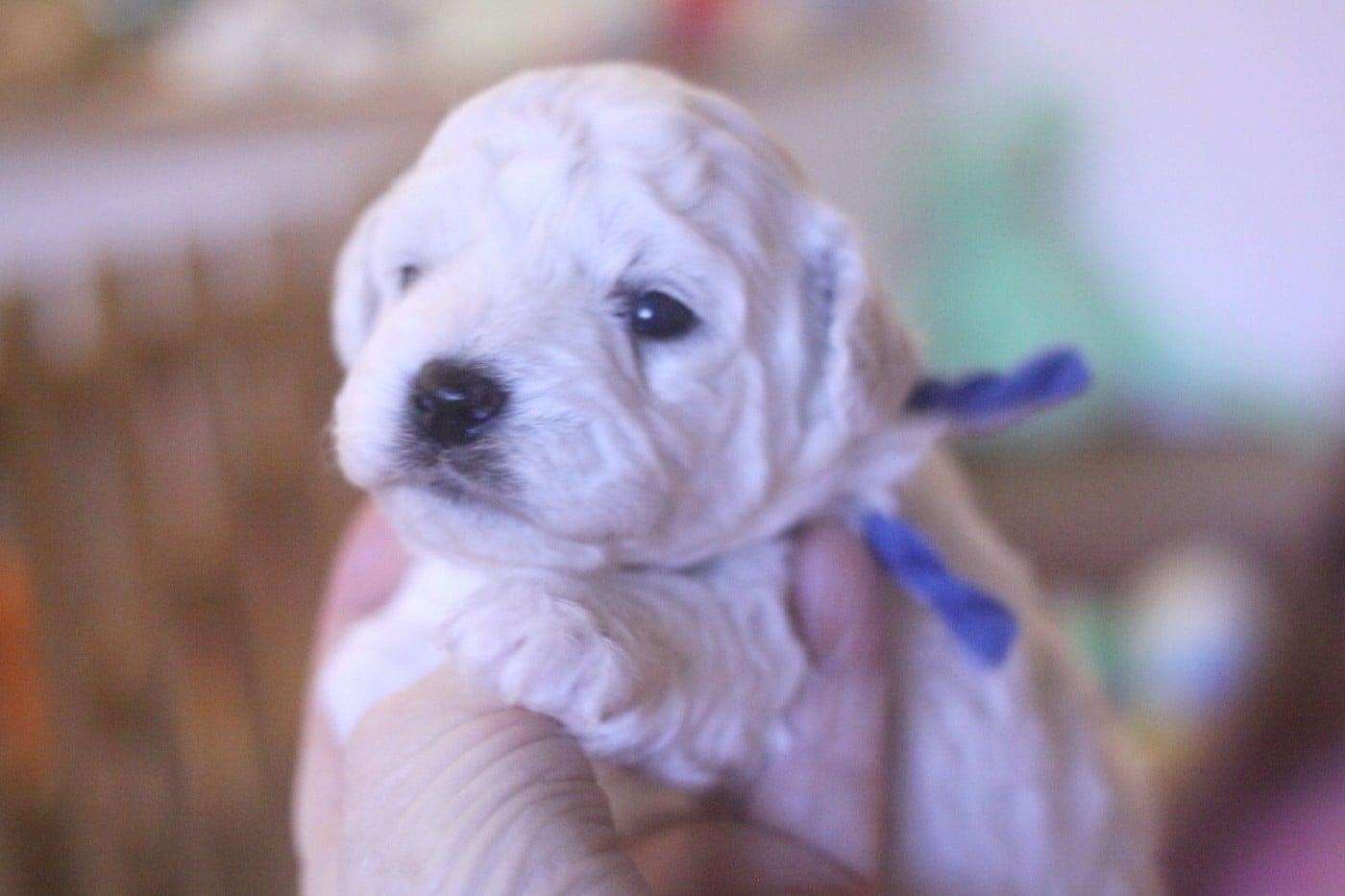 Api Zag (Réservé pour Mr Kieffer - Dép.68)