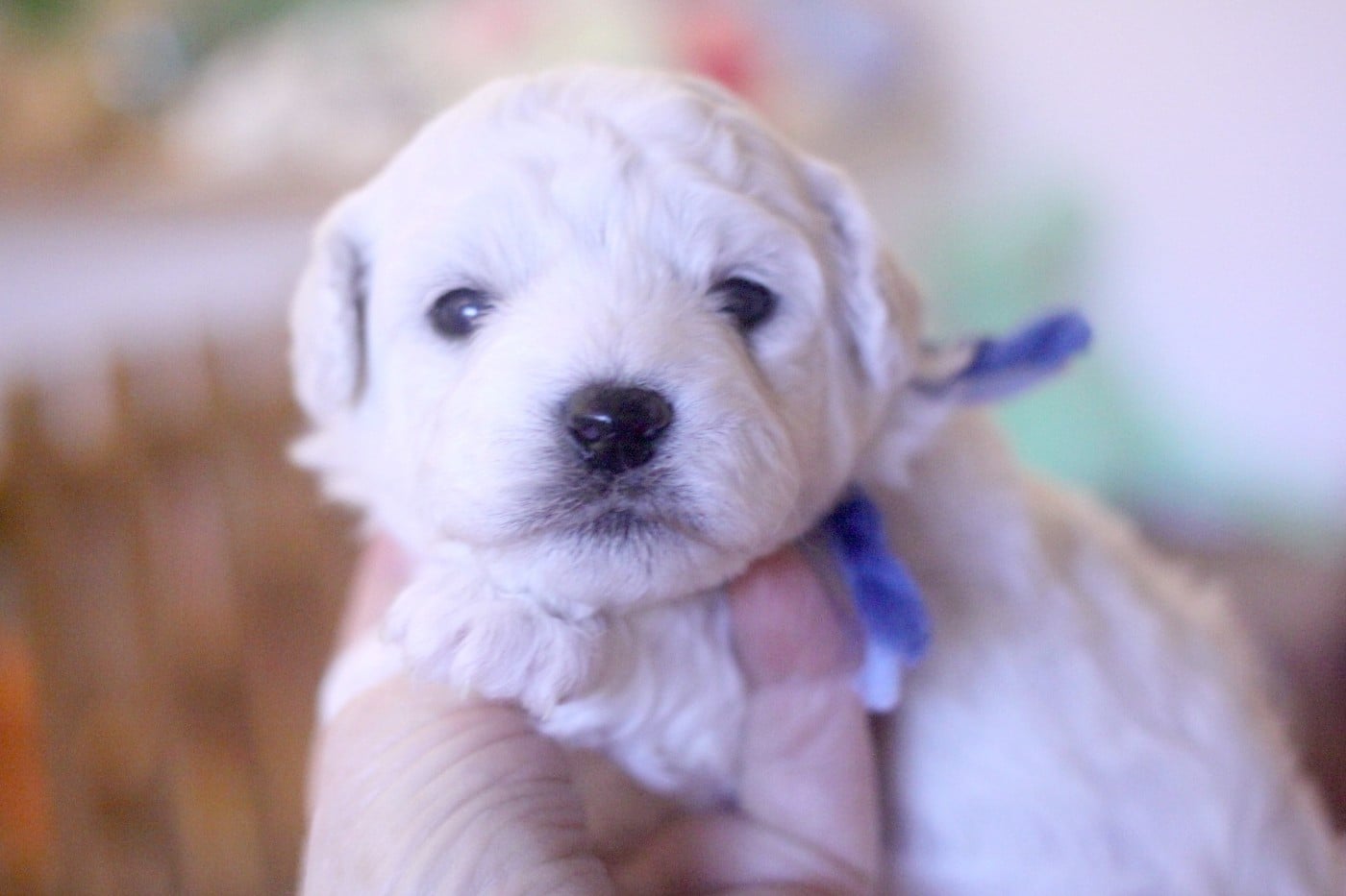 Api Zag (Réservé pour Mr Kieffer - Dép.68)