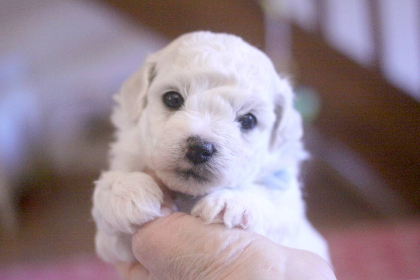 Alex (Reservé pour Mr Scherrer - Dép.88)