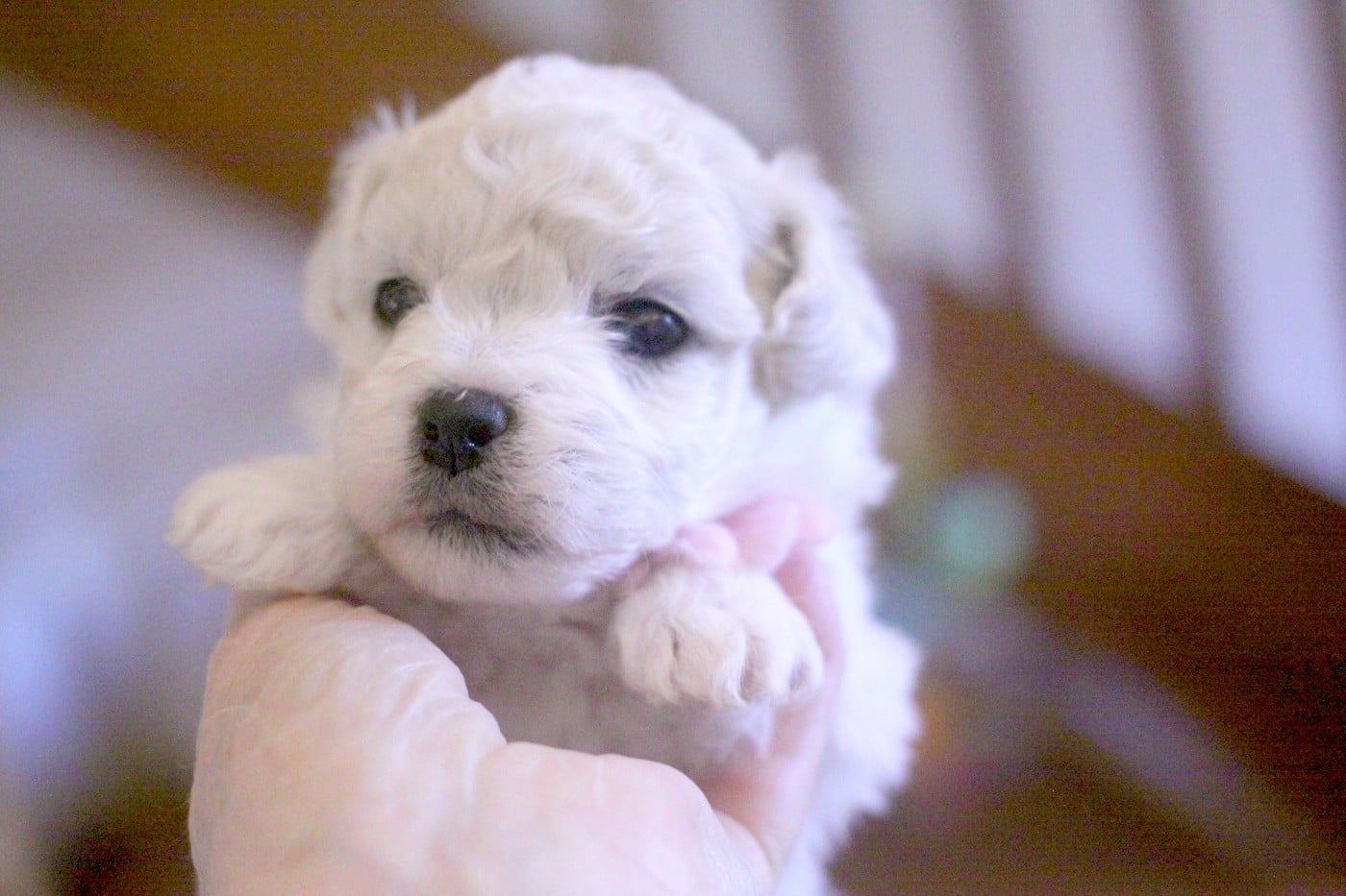 Alienor (Réservée pour Mme Roth - Suisse)