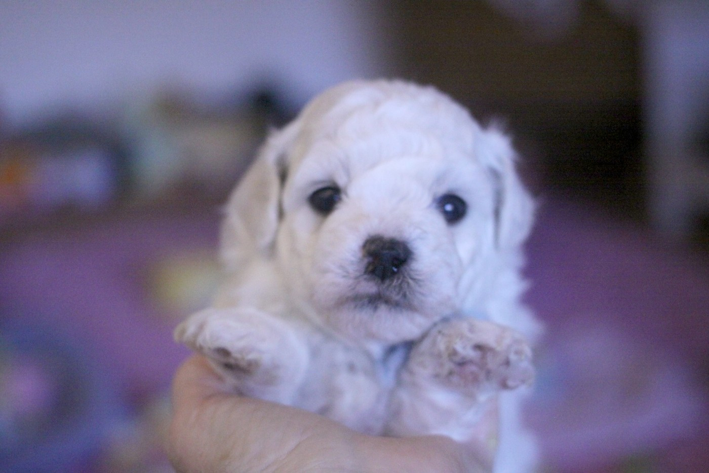 Alex (Reservé pour Mr Scherrer - Dép.88)