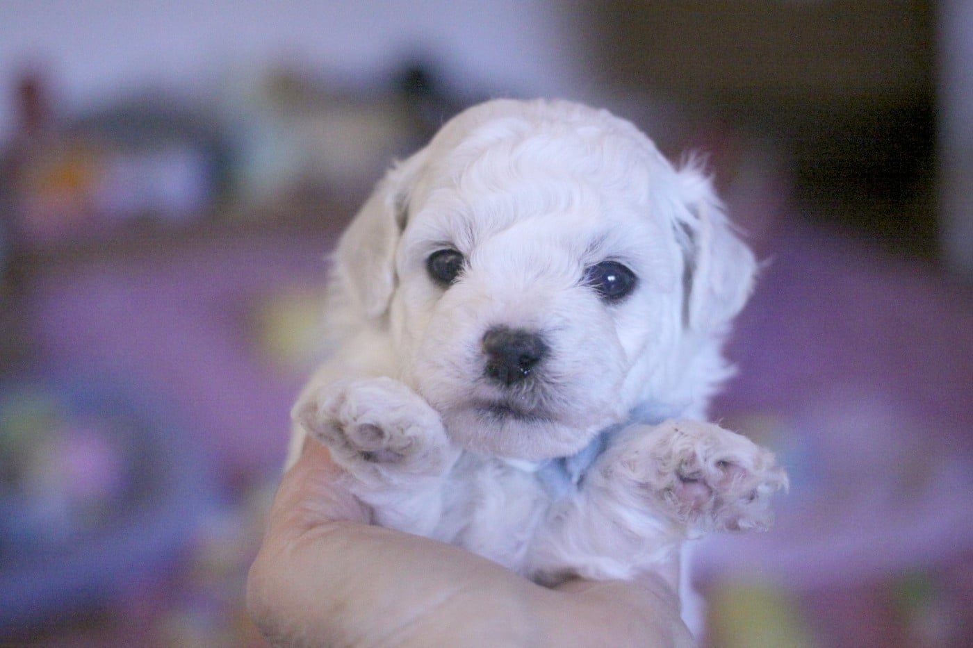 Alex (Reservé pour Mr Scherrer - Dép.88)