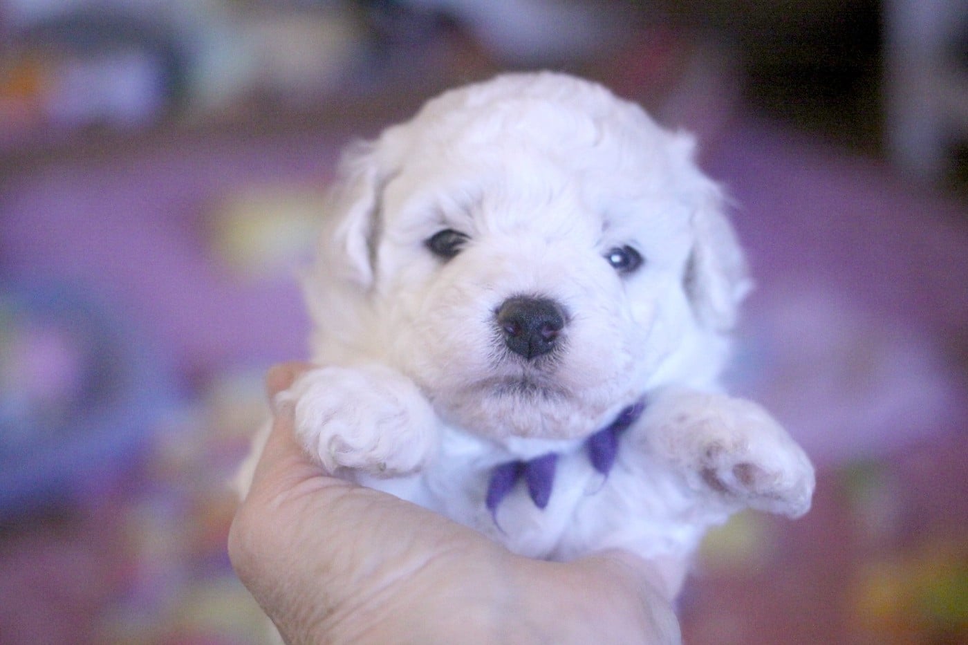 Azoul (Réservé pour Mme Betti - Dép.54)