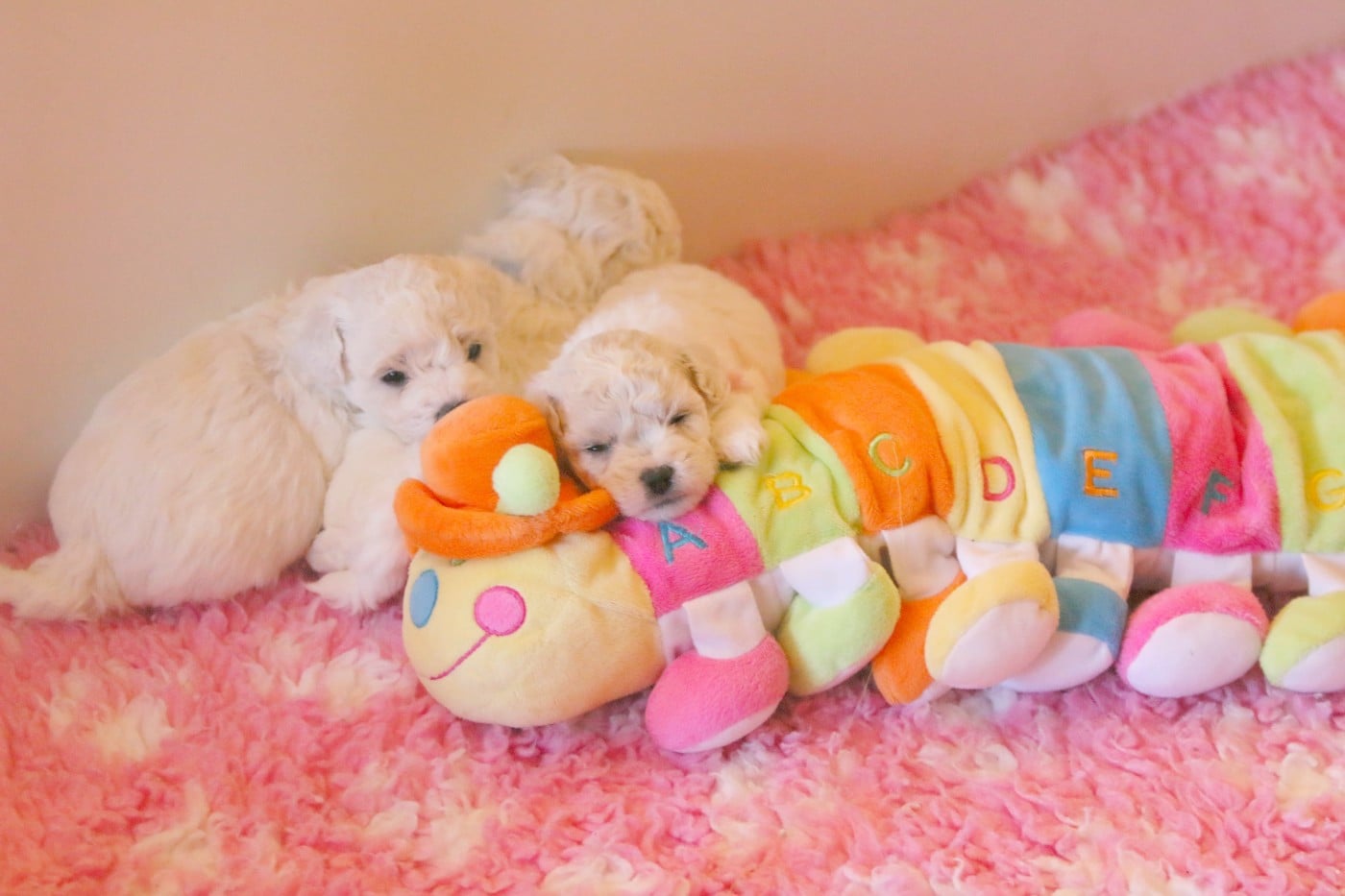 Azoul (Réservé pour Mme Betti - Dép.54)