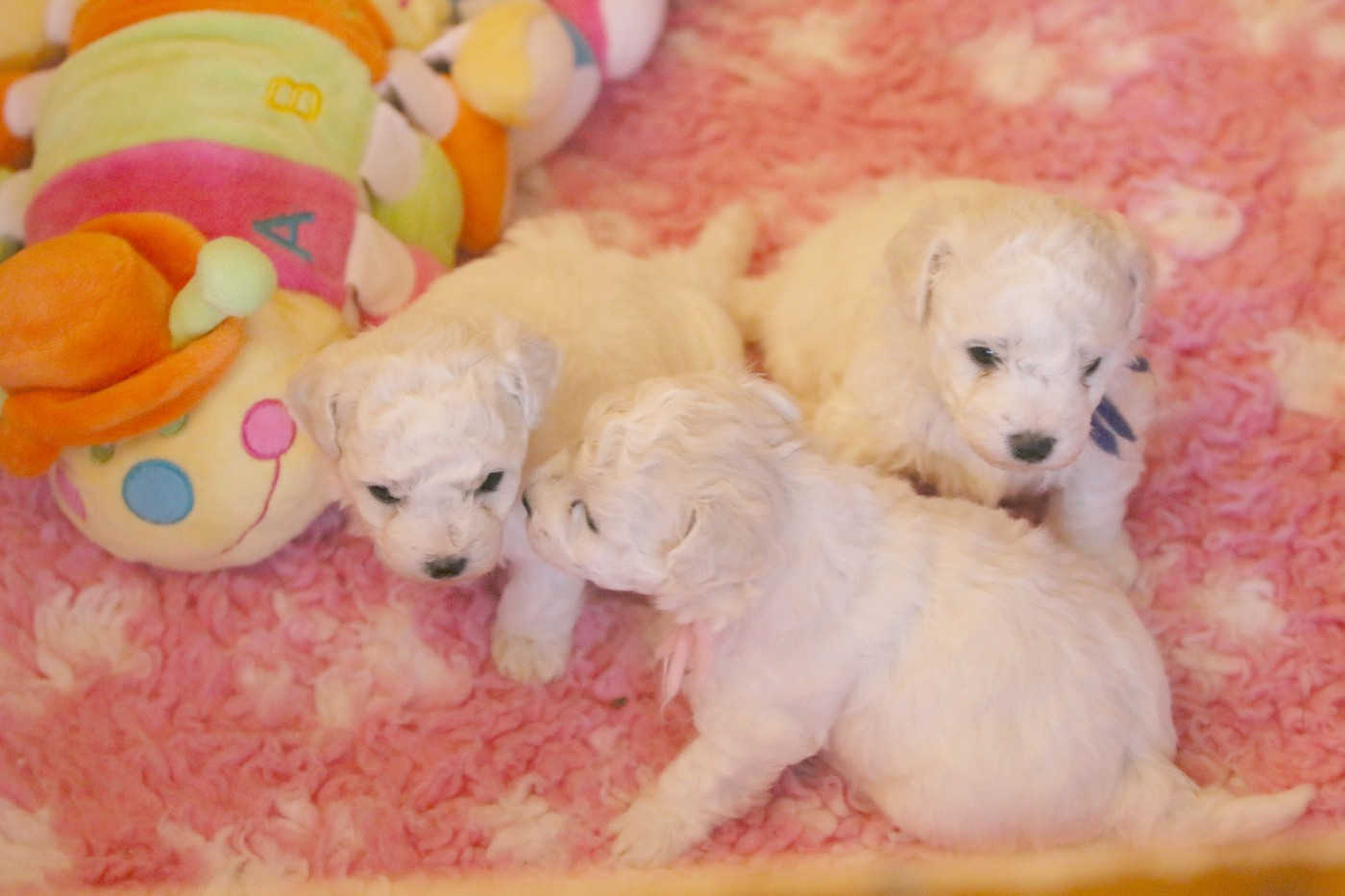 Alienor (Réservée pour Mme Roth - Suisse)