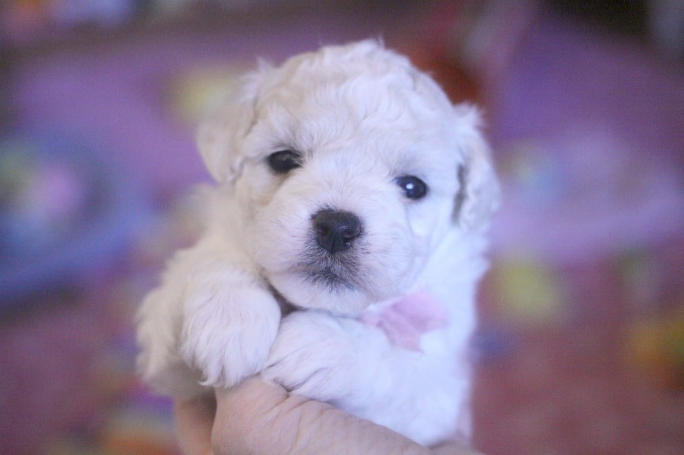 Alienor (Réservée pour Mme Roth - Suisse)