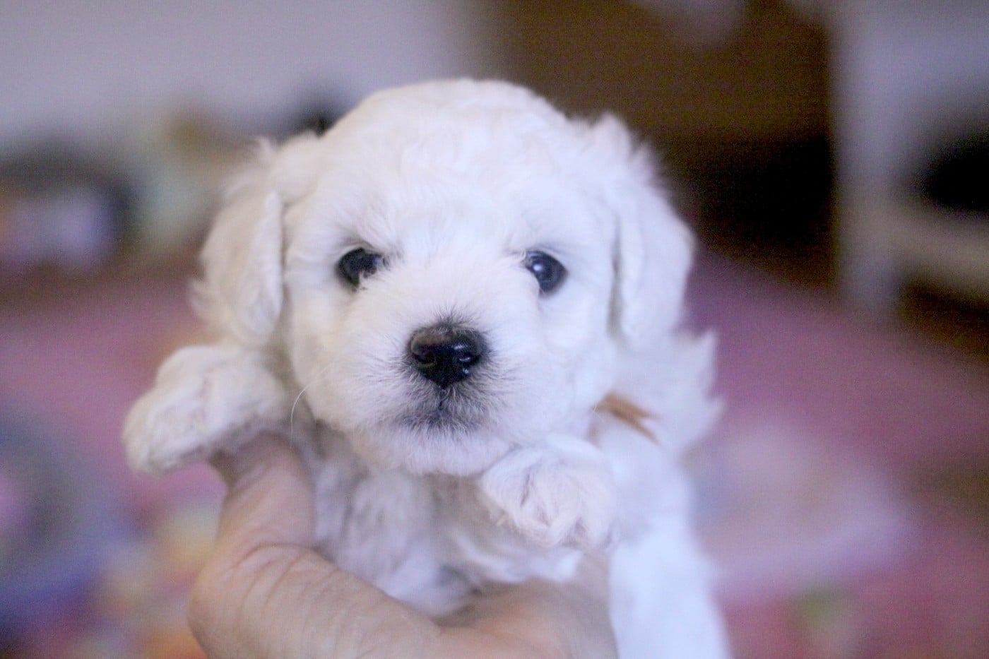 Api (Réservé pour Mme Meyer - Dép.54)