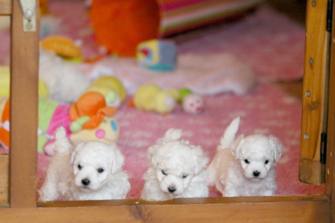 Api (Réservé pour Mme Meyer - Dép.54)