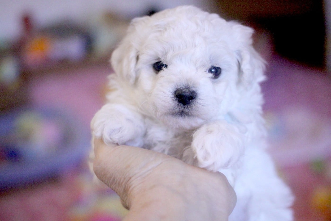 Appy Cookie (Rés pour Mr Hoefflinger - Dep.88)