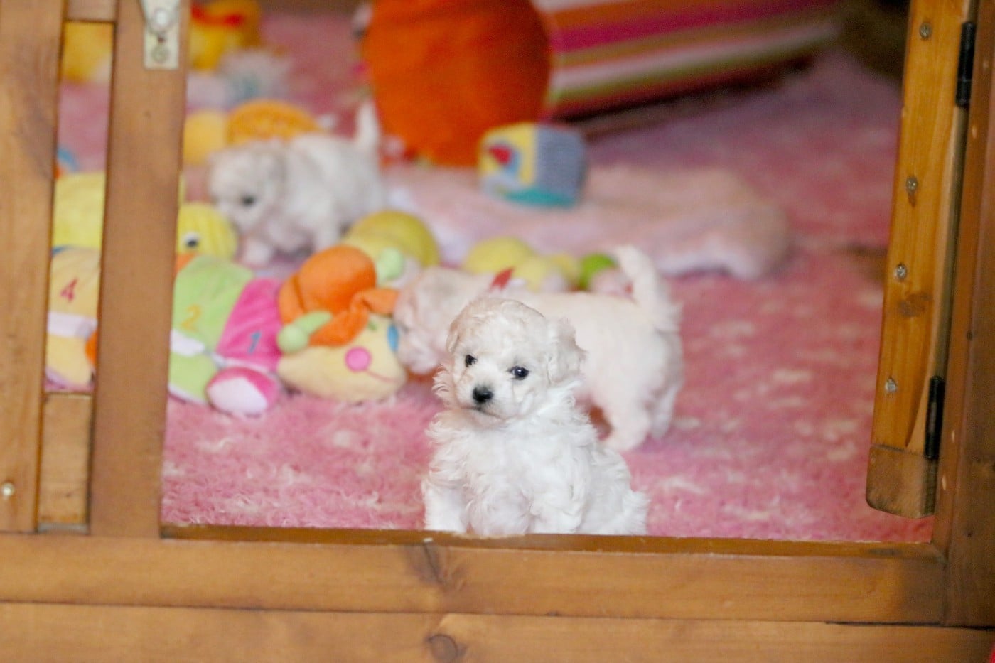 Appy Cookie (Rés pour Mr Hoefflinger - Dep.88)