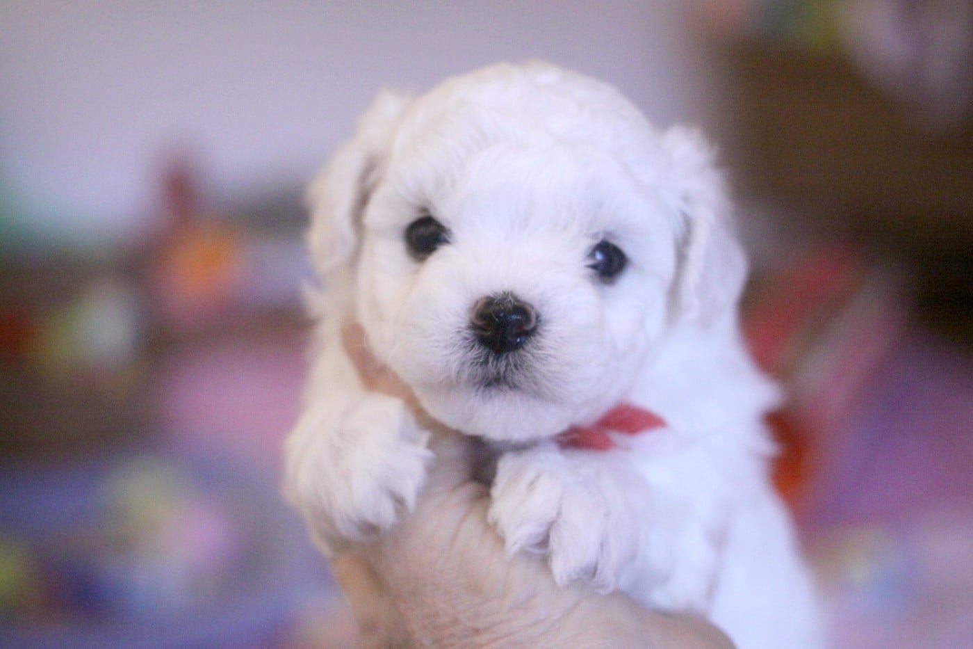 Ambre (Réservée pour Mme Schaeffer - Dep.54)