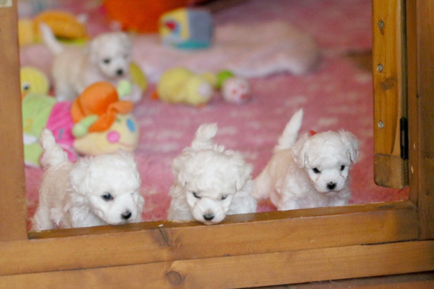 Ambre (Réservée pour Mme Schaeffer - Dep.54)