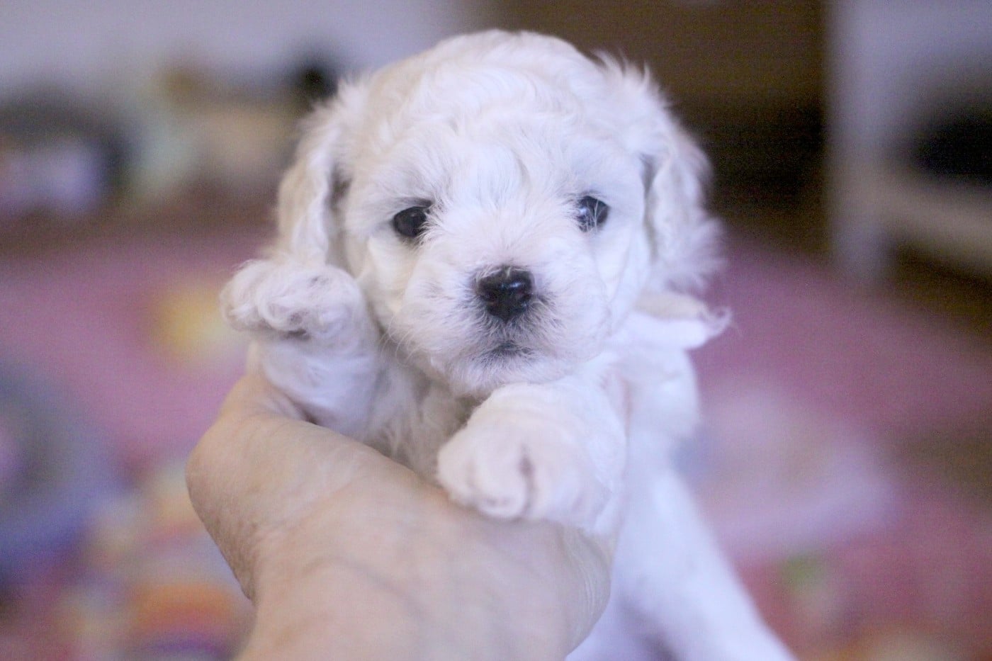 Alya (Réservée pour Mme Thiery - Dép.54)