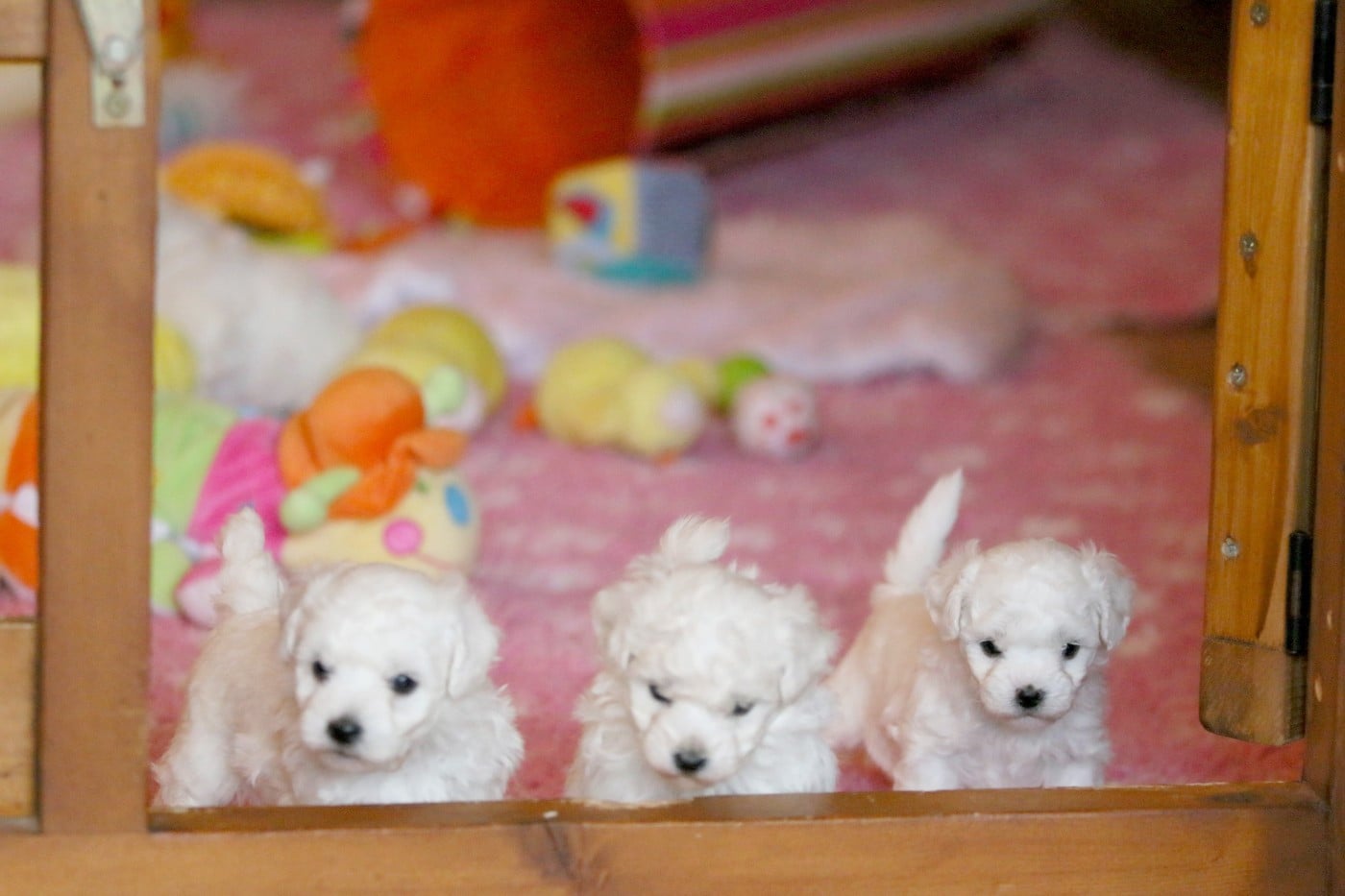 Alya (Réservée pour Mme Thiery - Dép.54)