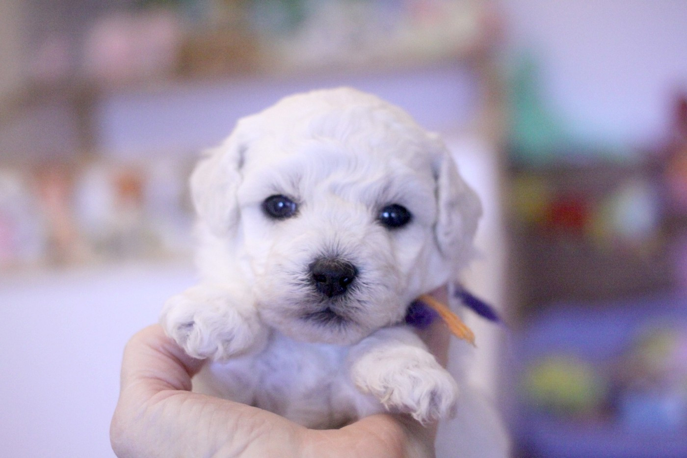 Abby (Réservé pour Mme Joly - Dép.88)