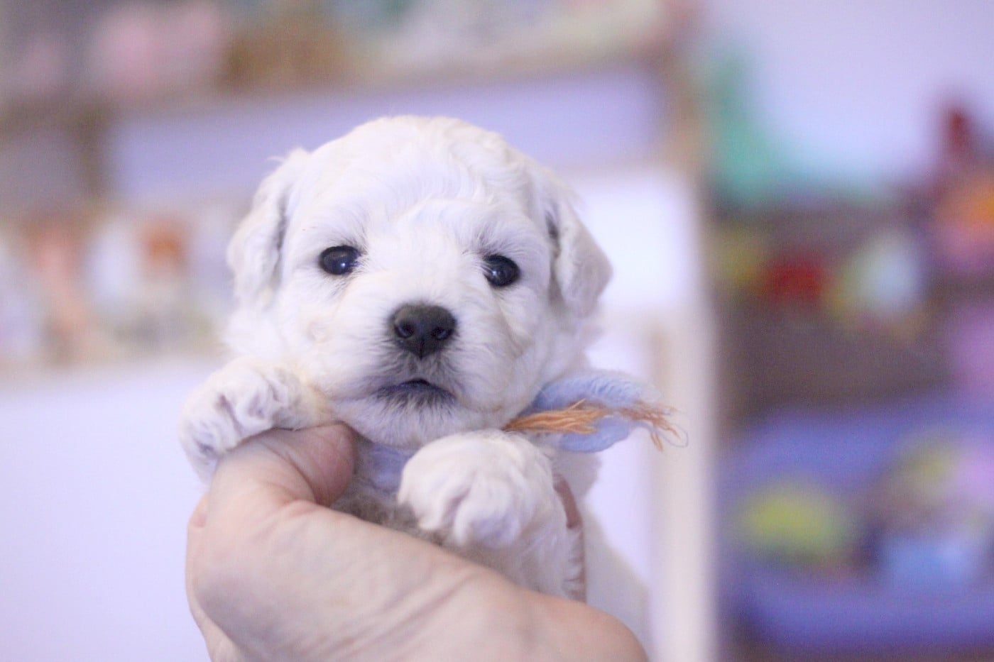 Alvie (Réservé pour Mr Miatta - Dép.88)