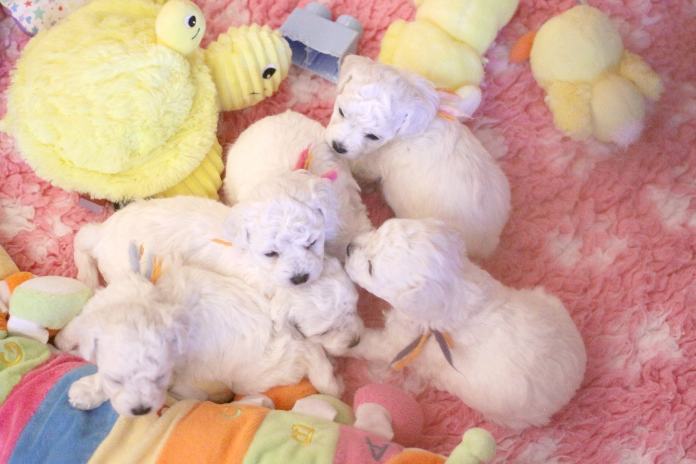 Alvie (Réservé pour Mr Miatta - Dép.88)