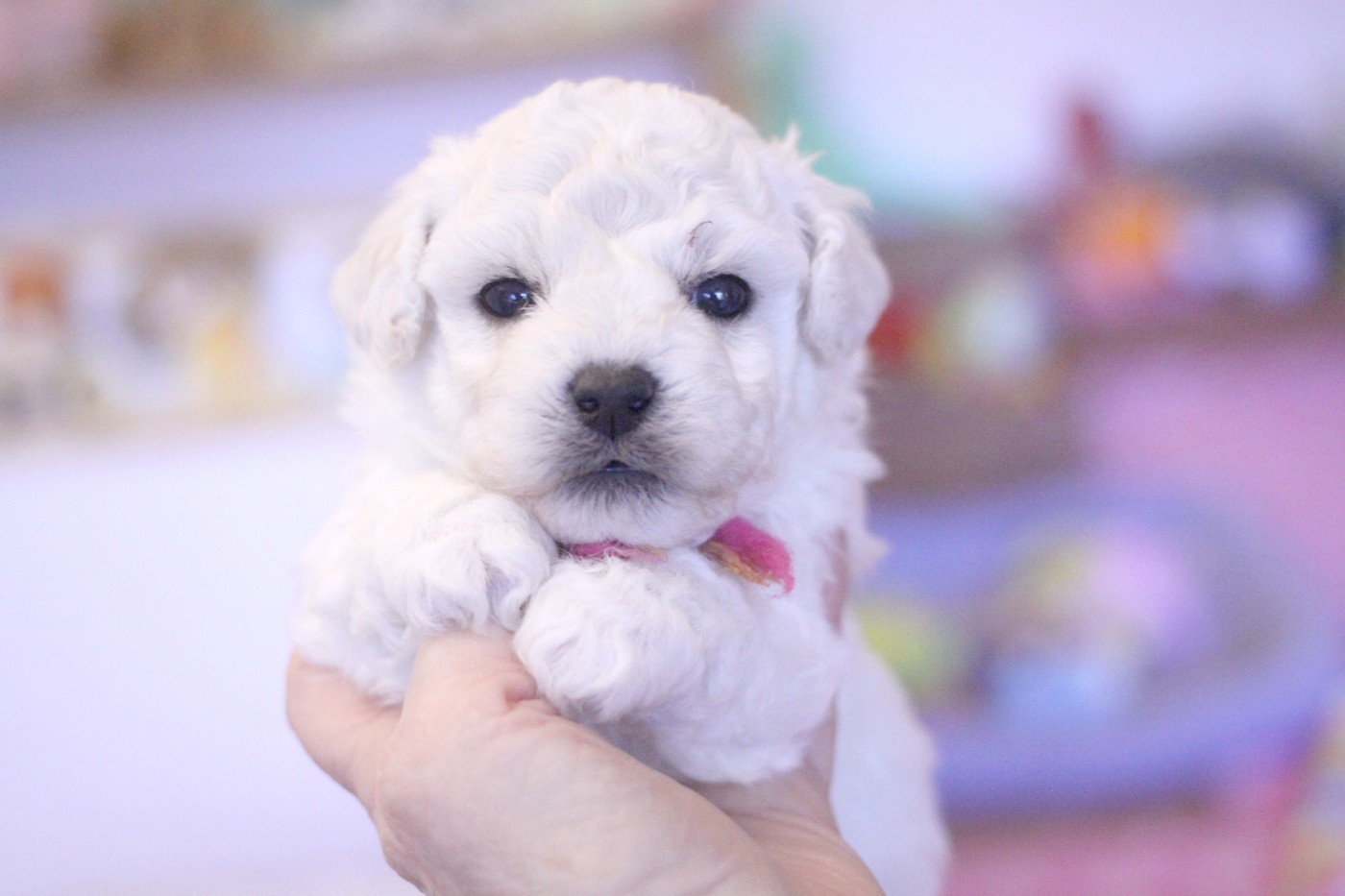 Akira (Réservée pour Mme Hipolite - Dép.54)