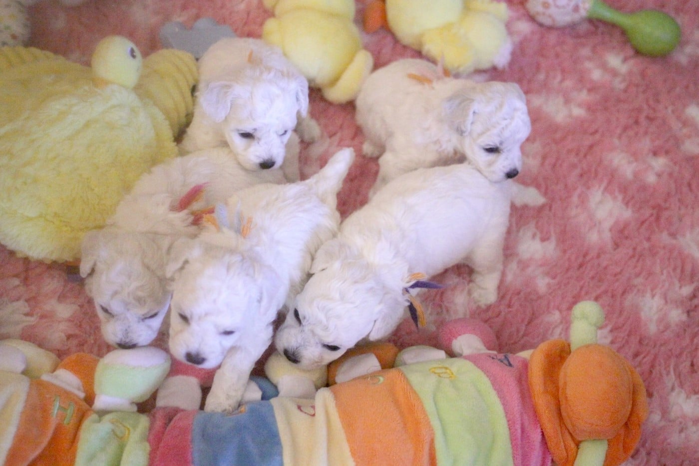 Akira (Réservée pour Mme Hipolite - Dép.54)