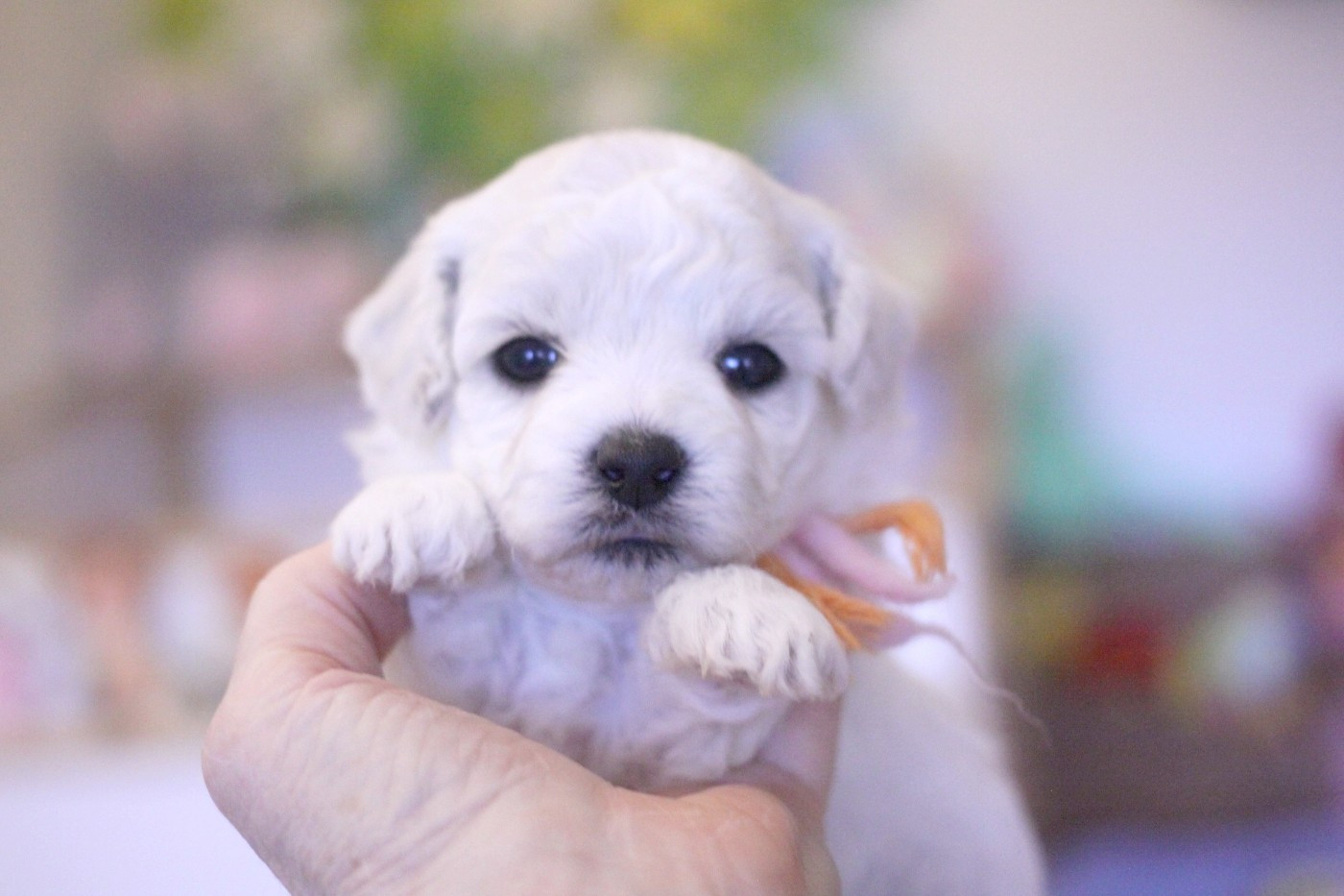 Alba (Réservée pour Mr Clory - Dép.90)