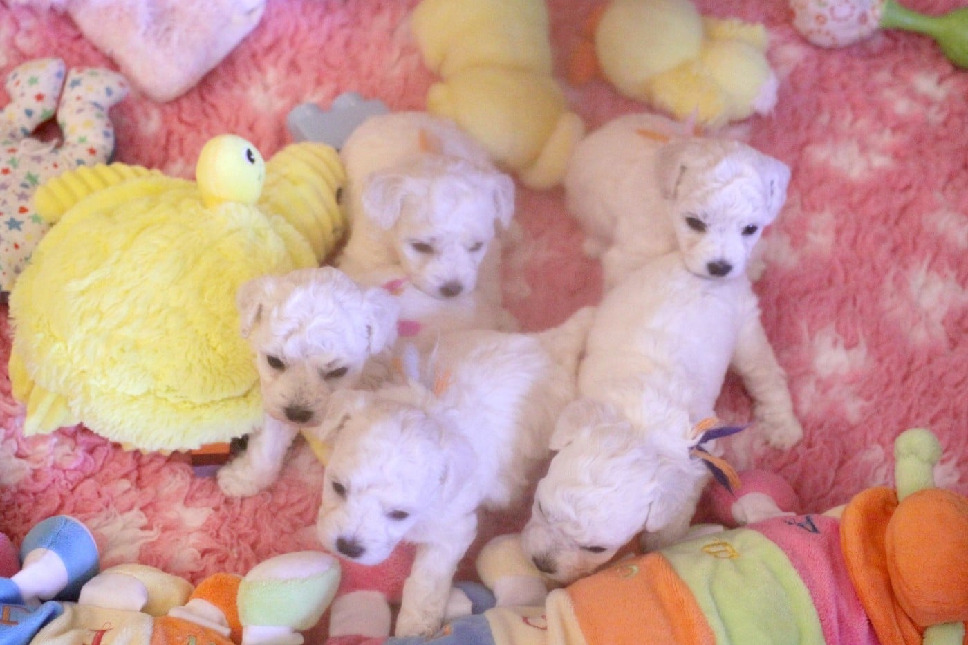 Alba (Réservée pour Mr Clory - Dép.90)