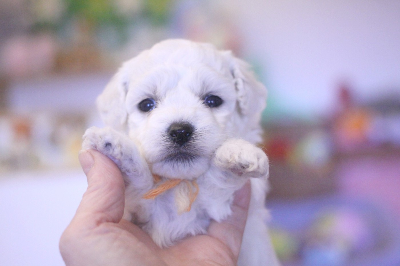 Alya (Réservée pour Mme Hipolite - Dép.54)