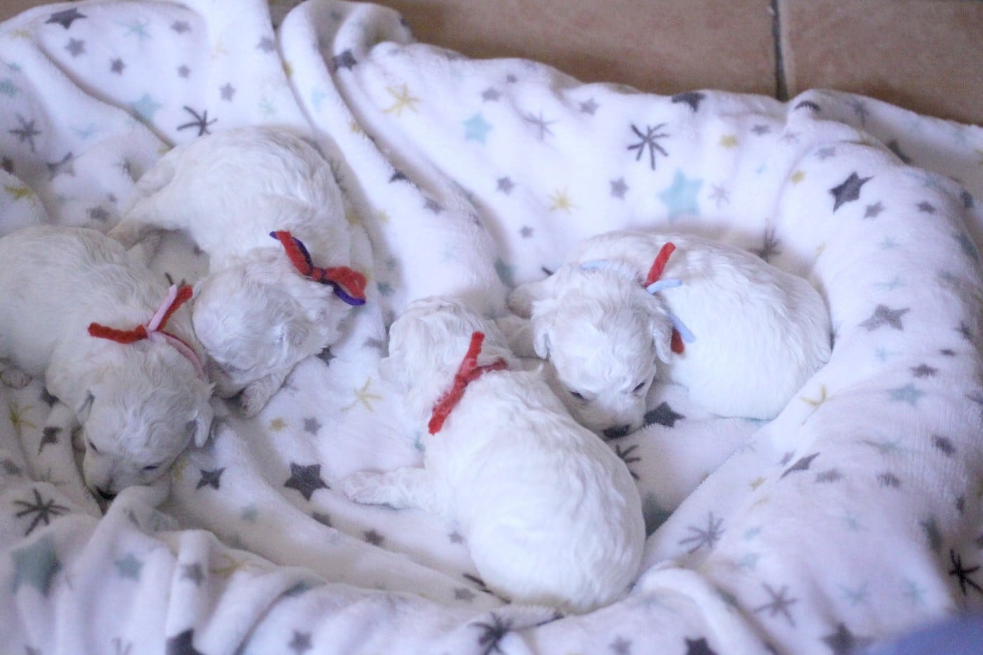 Bichon Frise - de la Felhotte