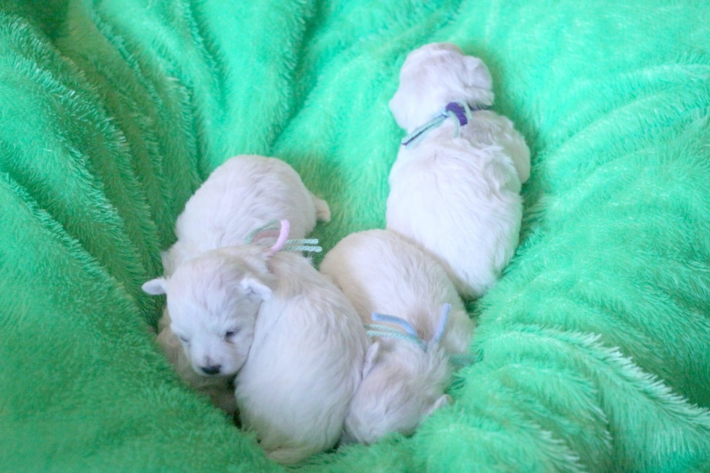 Bichon Frise - de la Felhotte