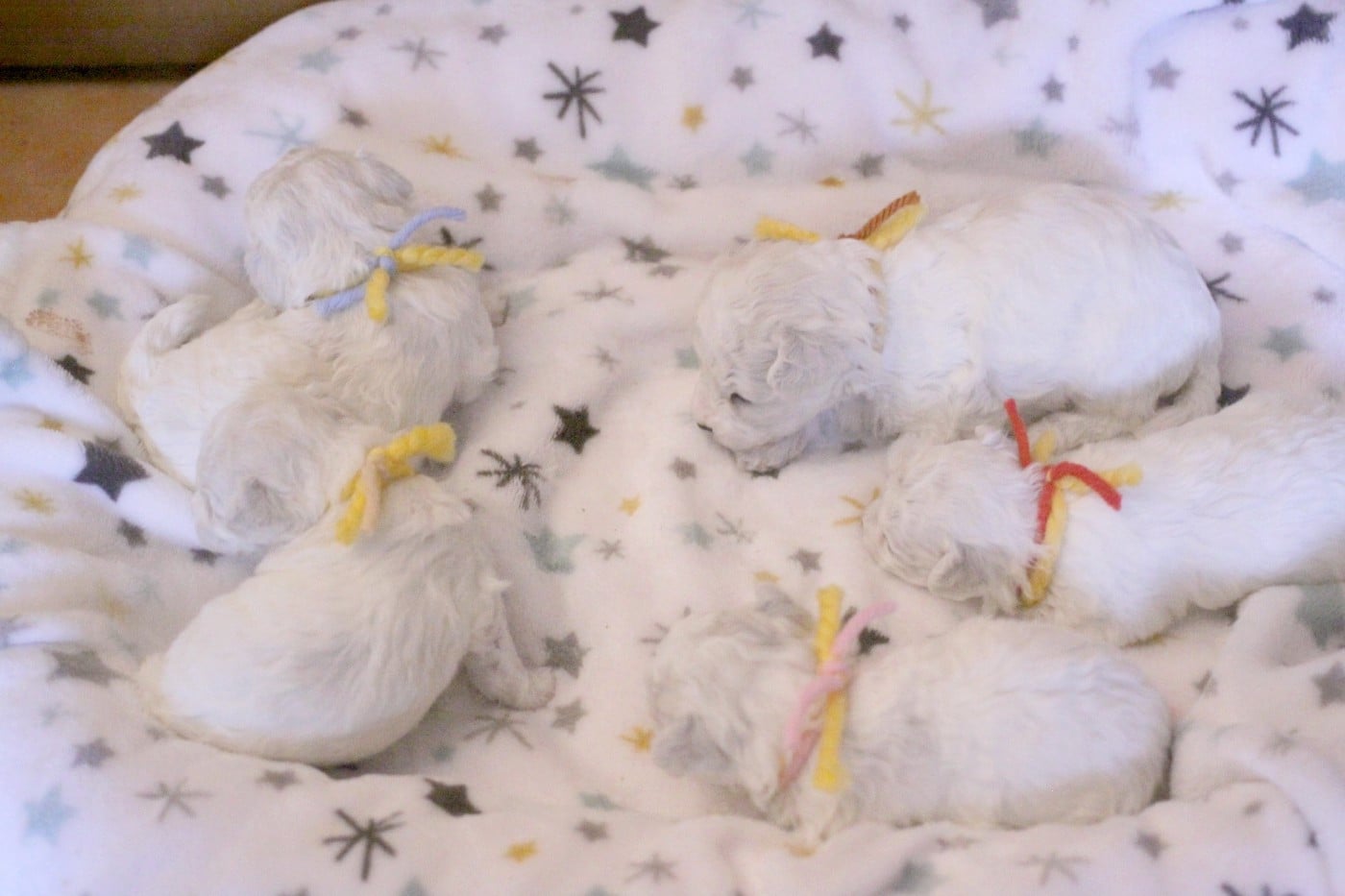 Bichon Frise - de la Felhotte