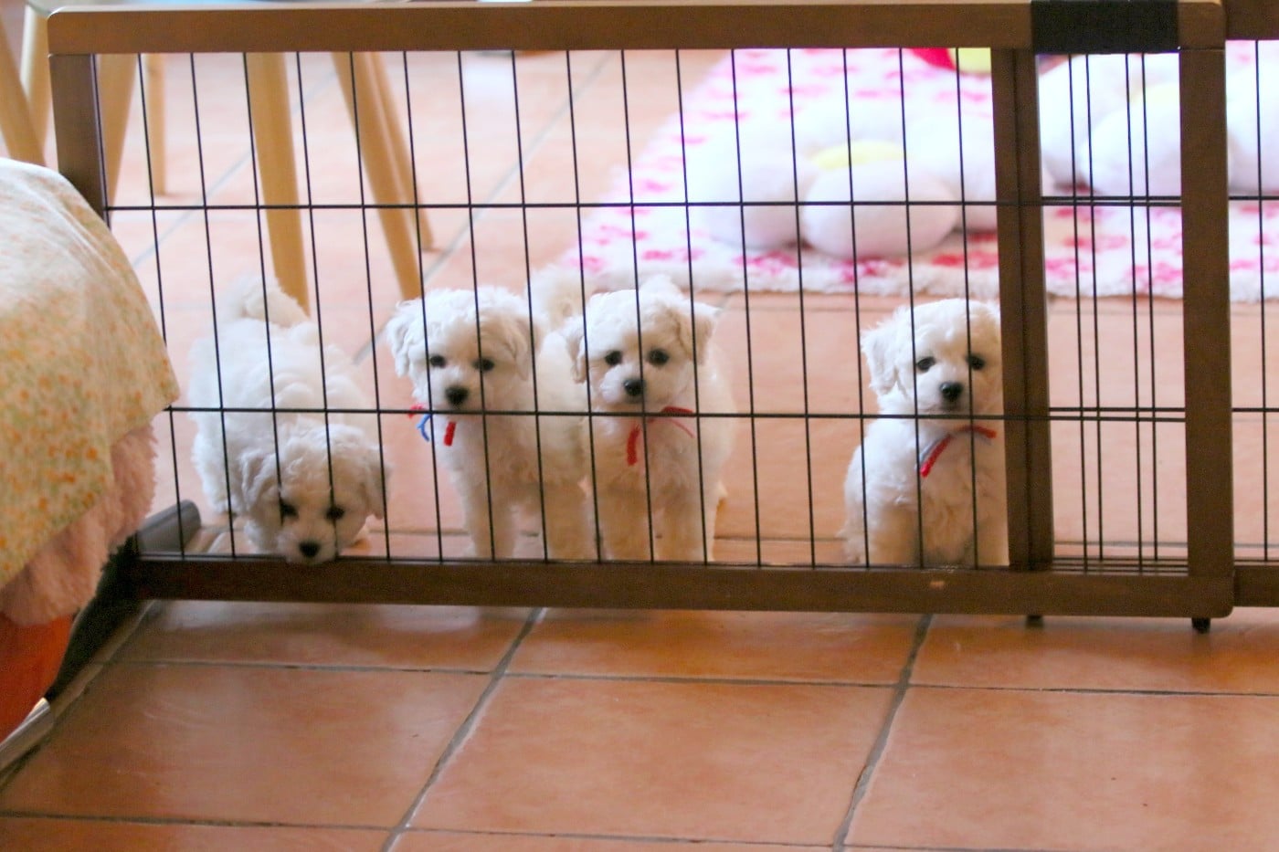 Bichon Frise - de la Felhotte