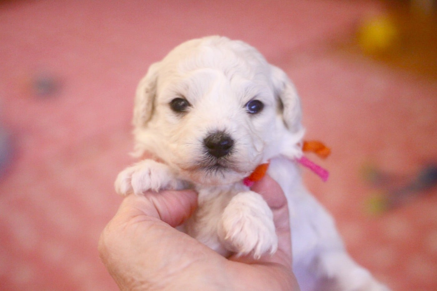 Bichon Frise - de la Felhotte