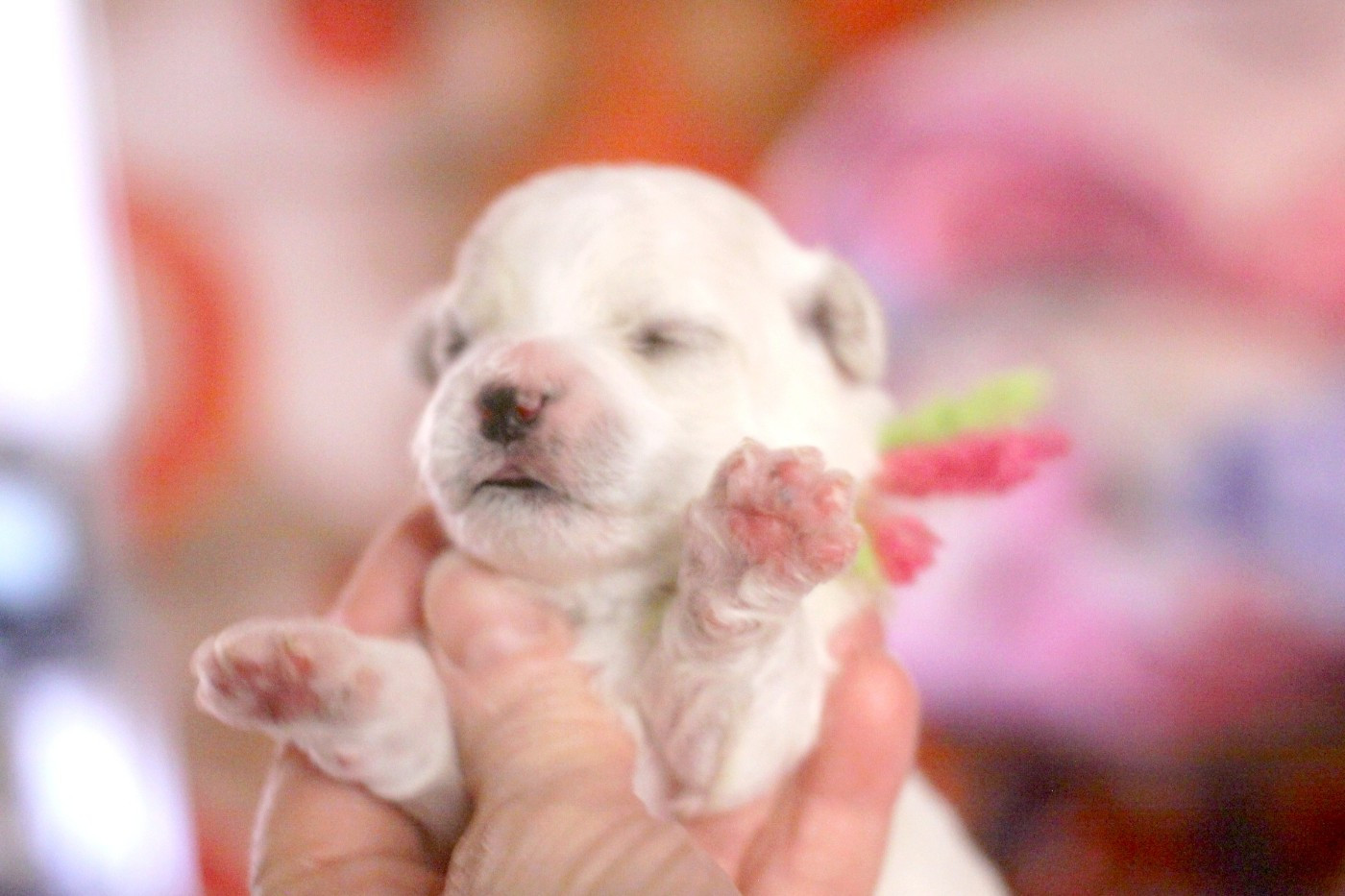 BELLA - Bichon Frise