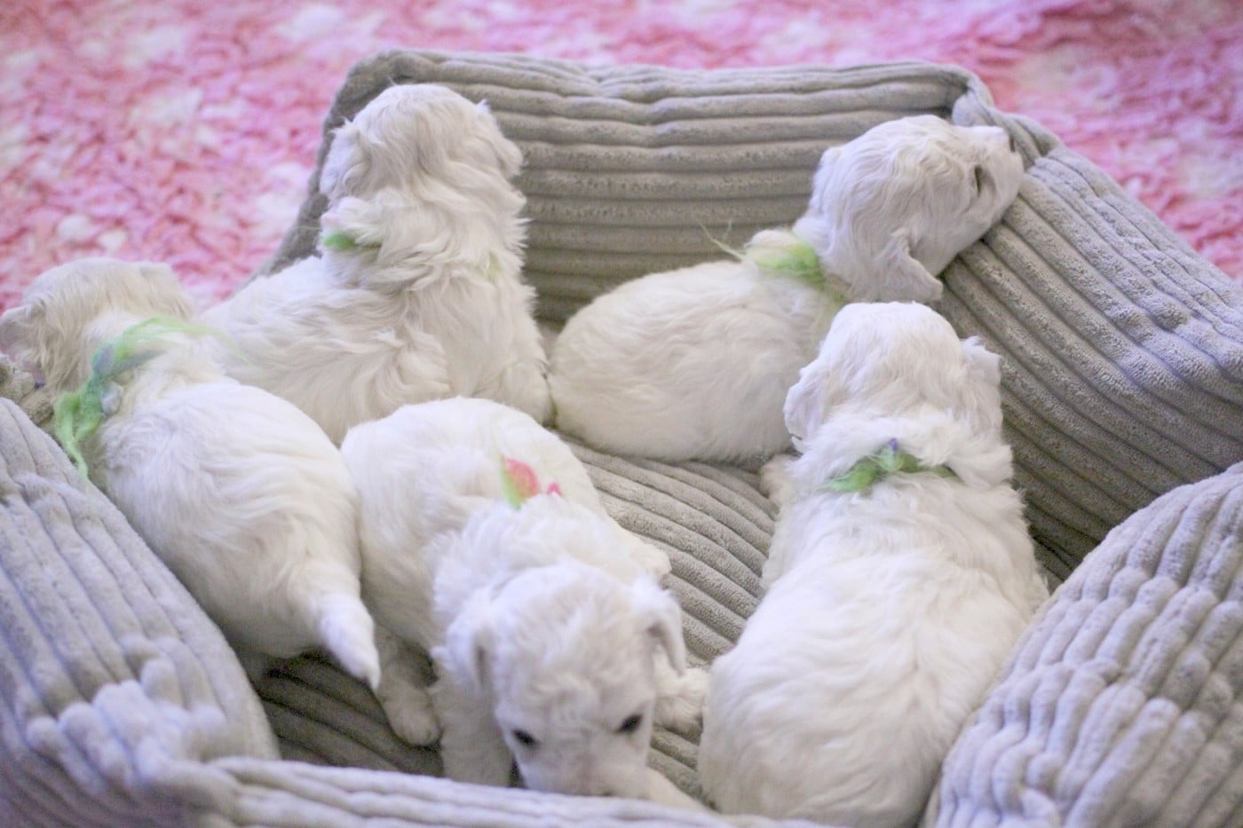 Bichon Frise - de la Felhotte