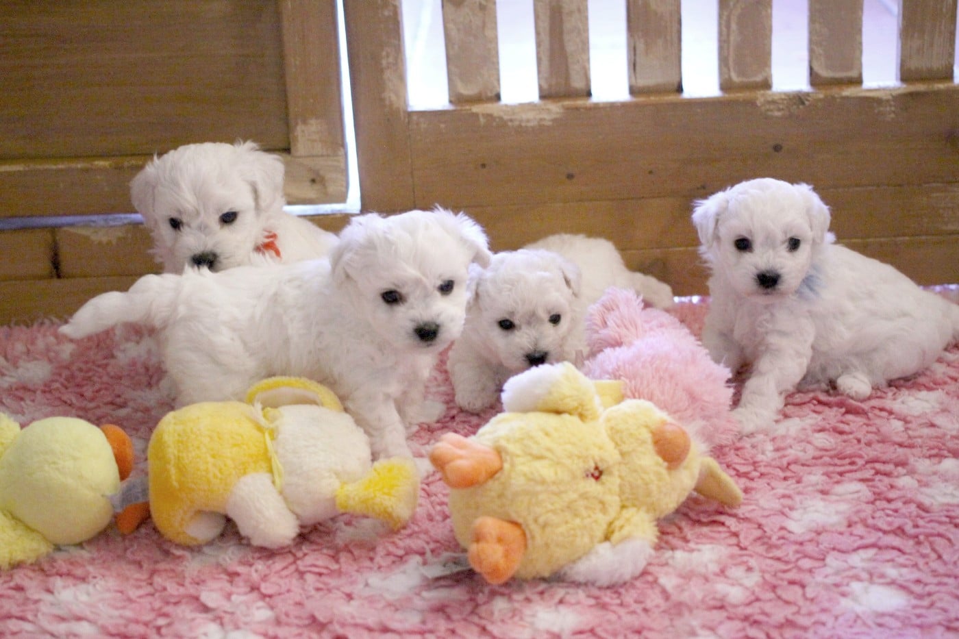 Bichon Frise - de la Felhotte