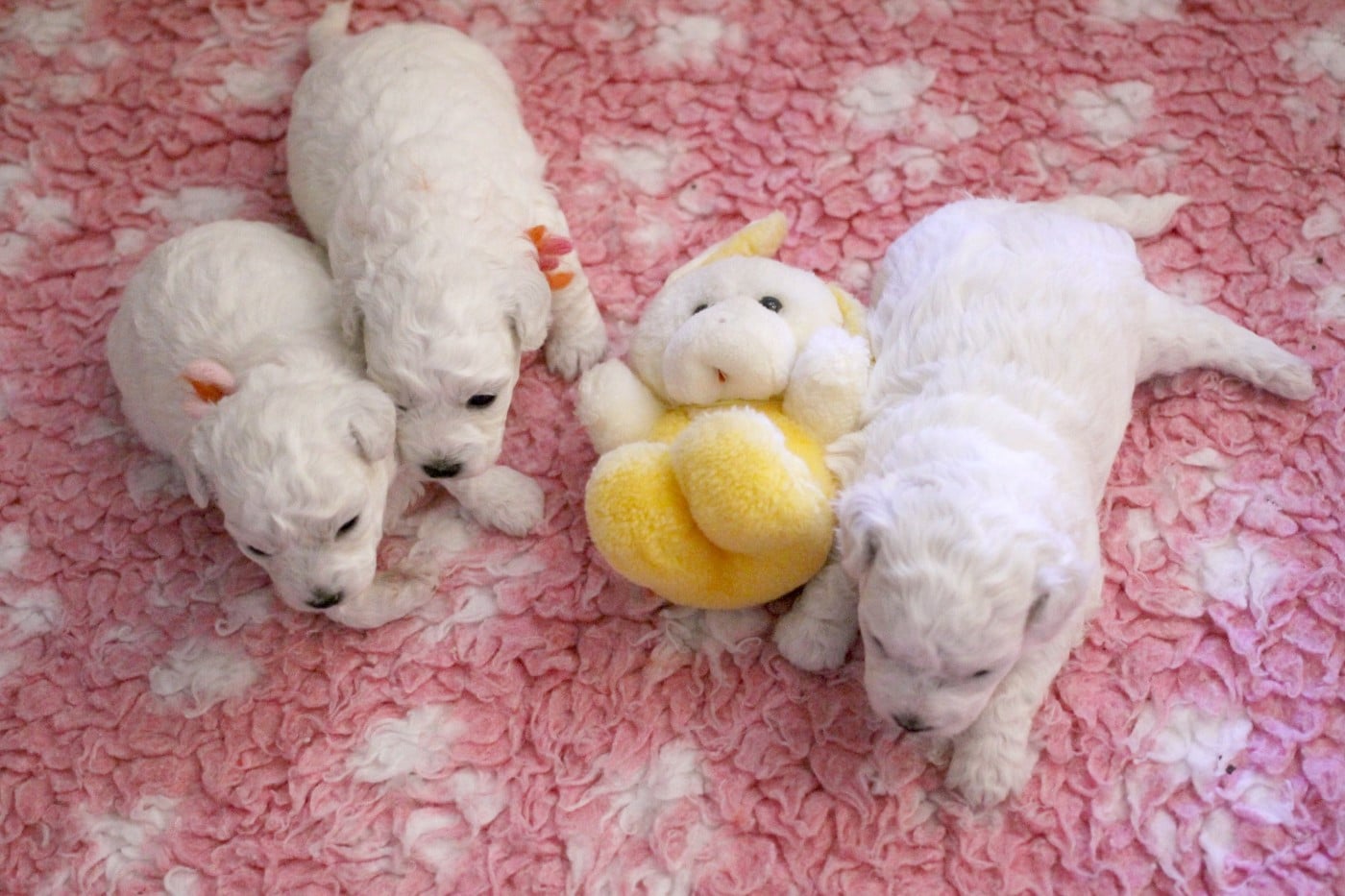 Bichon Frise - de la Felhotte