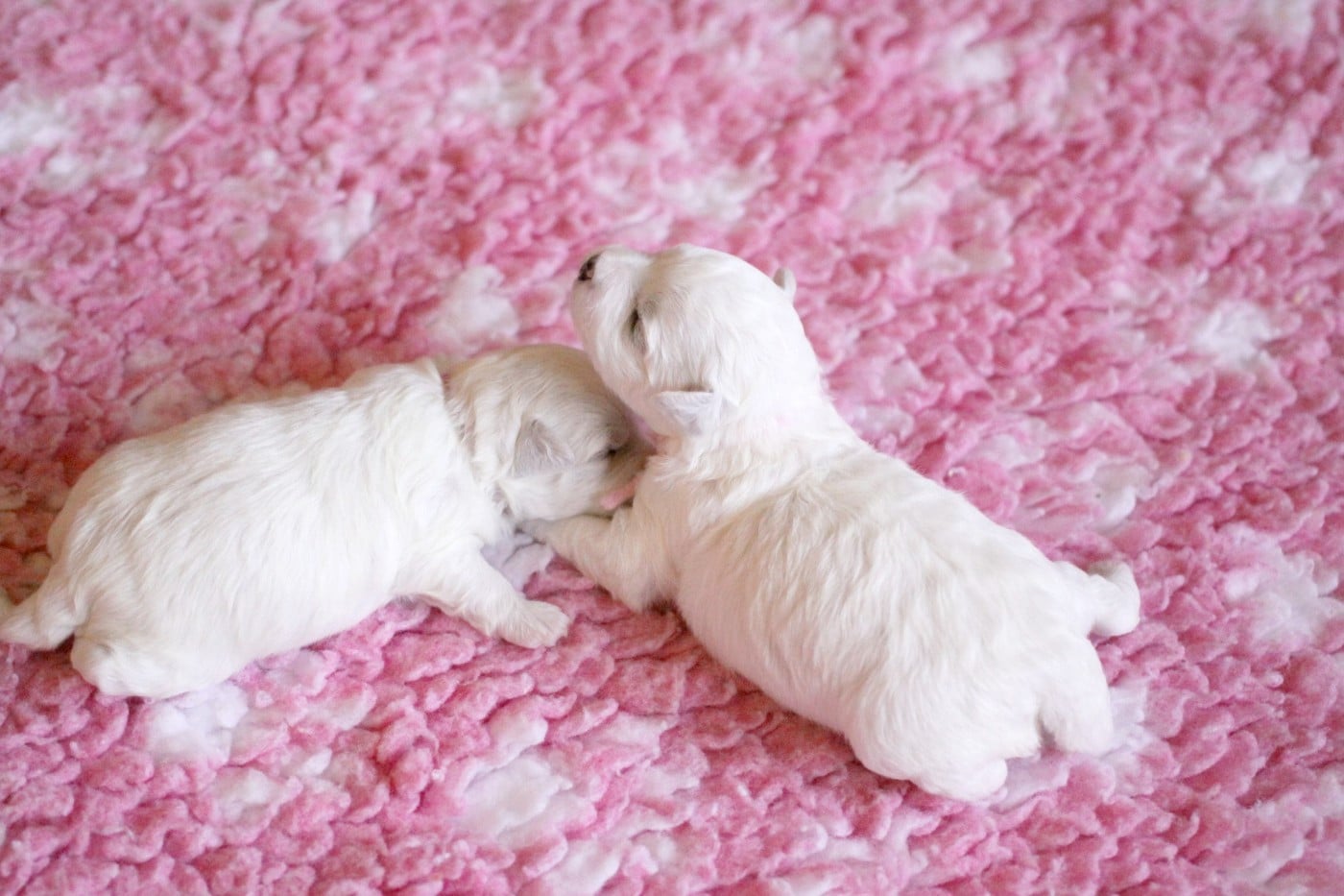 Bichon Frise - de la Felhotte