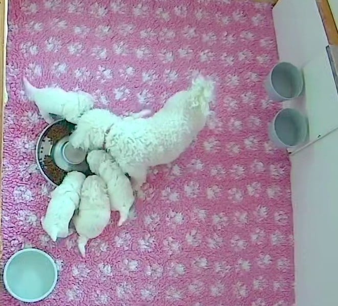 Bichon Frise - de la Felhotte