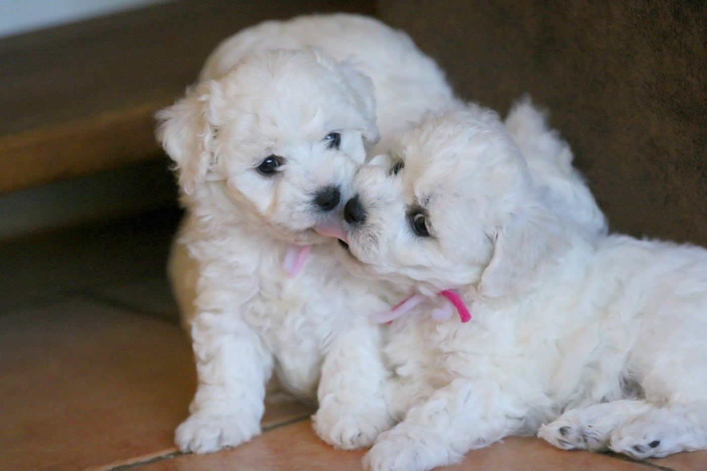 Bichon Frise - de la Felhotte