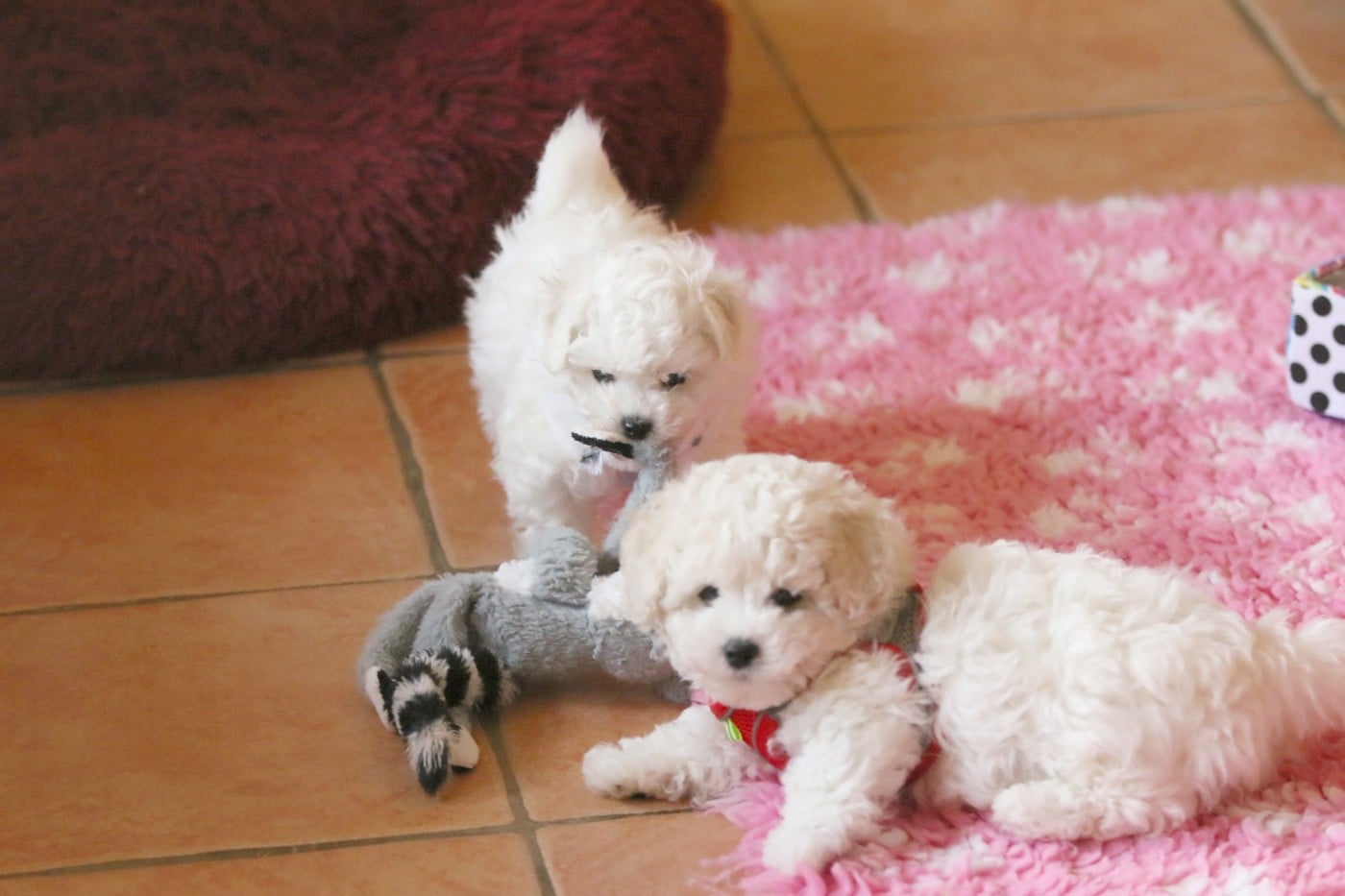 Bichon Frise - de la Felhotte